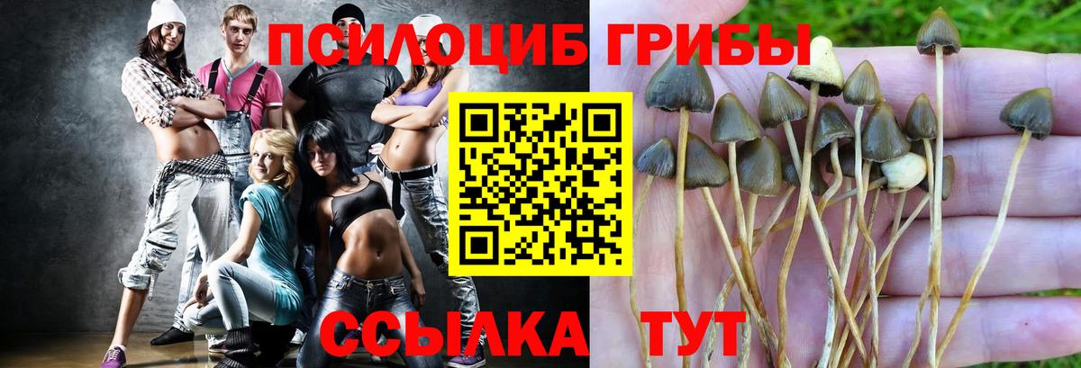 Галлюциногенные грибы Psilocybine cubensis  Урюпинск 